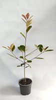 1 photinia 1 220725